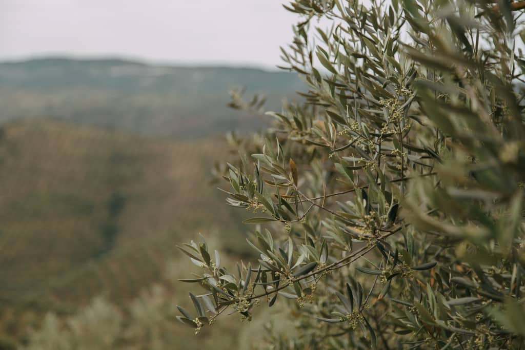 Cosecha - Aceite de oliva barato y a buen precio